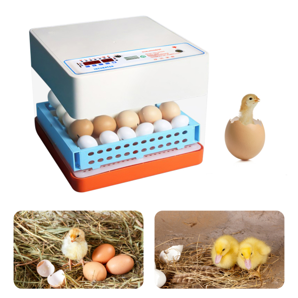 CNCEST-Fully Automatic 24 Egg Incubator - High Quality Automatic Turning Digital Display Egg Incubator Hatching Machine Good Growth Environment CNCEST-Fully Automatic 24 Egg Incubator - High Quality Automatic Turning Digital Display Egg Incubator Hatching Machine Good Growth Environment