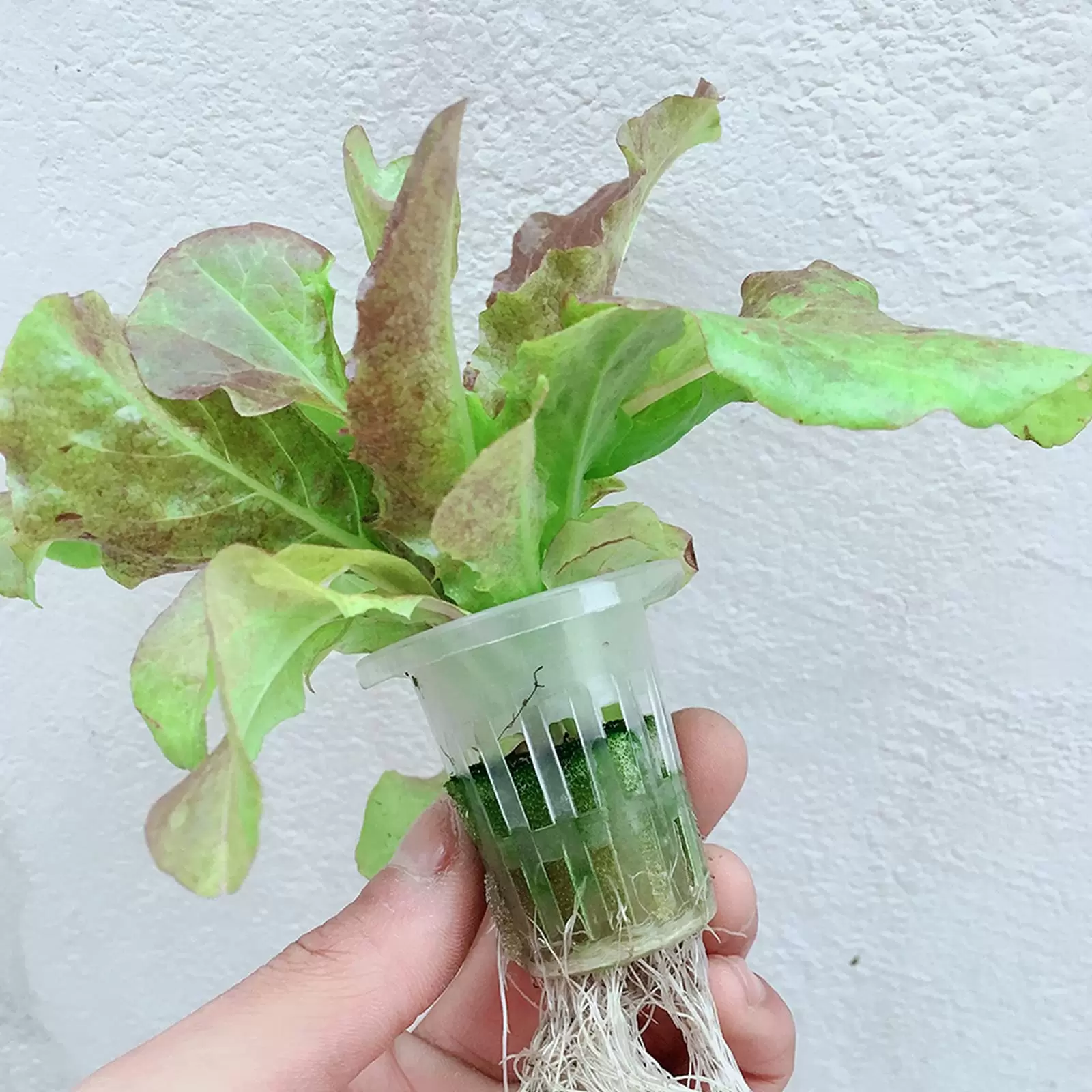 Hydroponic Grow Kit 2 Layers Balcony Hydroponics PVC Hose Hydroponics with Water Pump Hydroponic Grow Kit 2 Layers Balcony Hydroponics PVC Hose Hydroponics with Water Pump