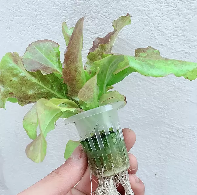 Hydroponic Grow Kit 2 Layers Balcony Hydroponics PVC Hose Hydroponics with Water Pump