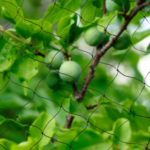 CNCEST 30X15M Bird Protection Netting Protects Fruit Trees From Damage Used As Orchard Netting Vegetable Garden Netting Garden Netting
